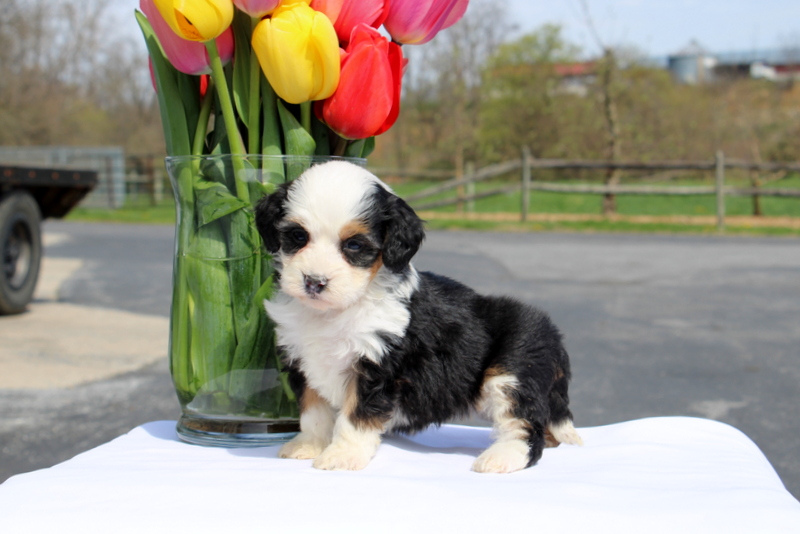 puppy, for, sale, Mini Bernedoodle F2, Matthew B. Stoltzfus, dog, breeder, Gap, PA, dog-breeder, puppy-for-sale, forsale, nearby, find, puppyfind, locator, puppylocator, aca